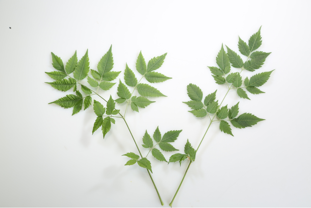Green tea leaves up close